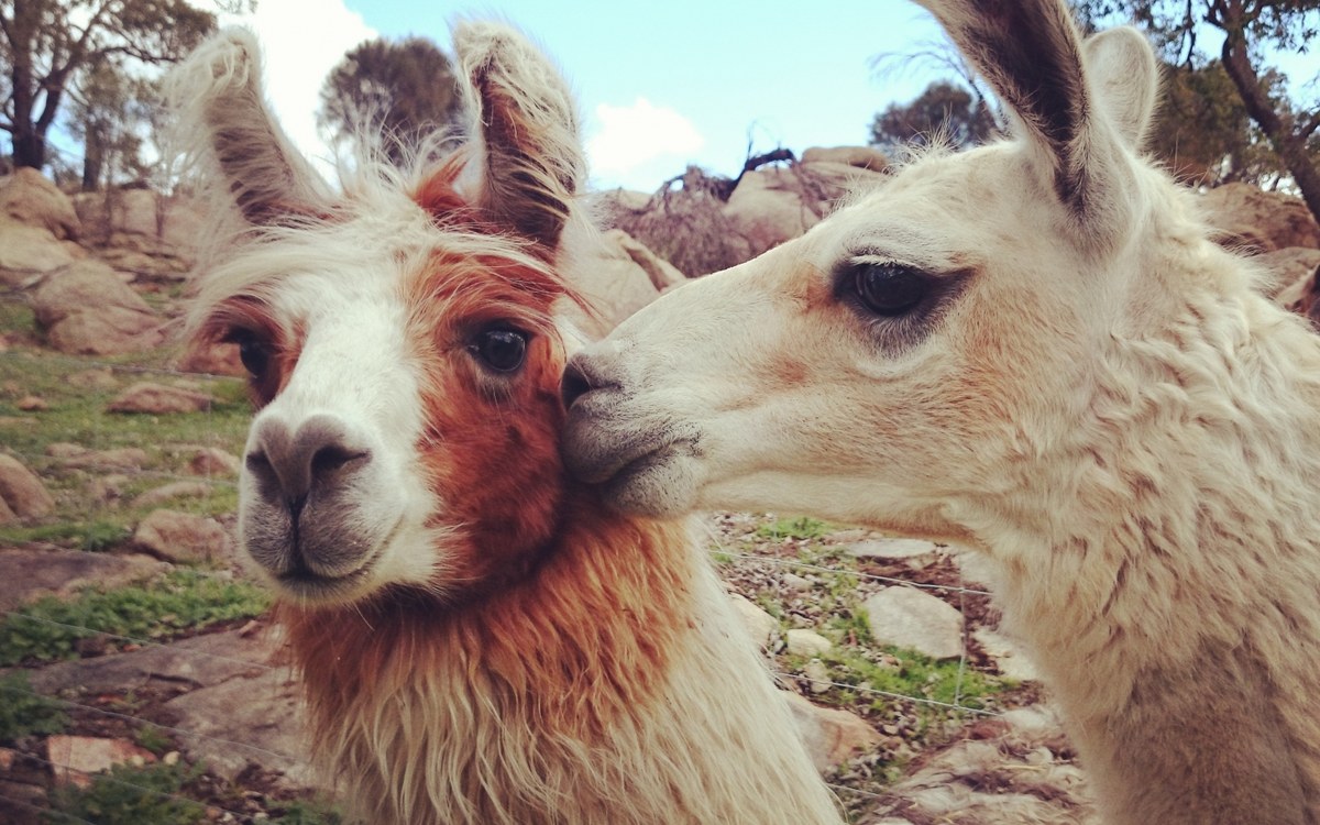 Fox Hill Llamas, Llama fibre